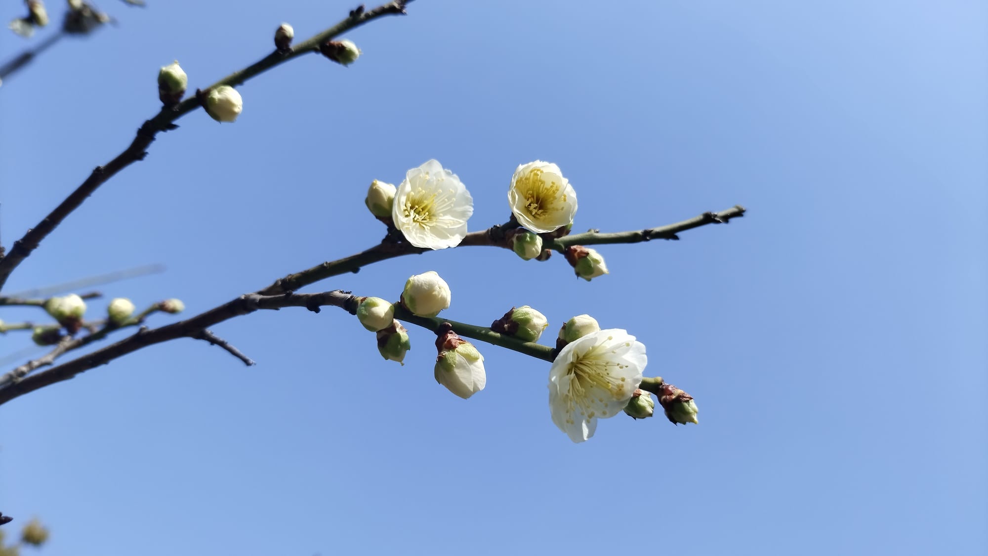 蛇年欢乐度新春之春暖花开