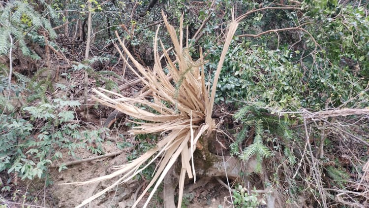 追远绝壁：木根成花的警言